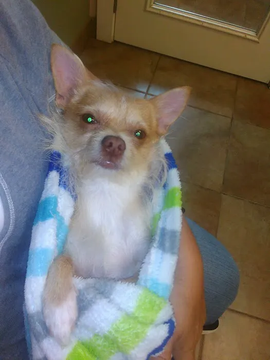 VCA Elgin Family Pet Center Picture 7