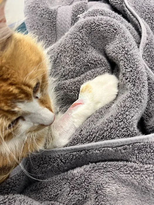 Animal Medical Center Copperas Cove Picture 1