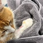 Animal Medical Center Copperas Cove