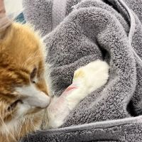 Animal Medical Center Copperas Cove ico