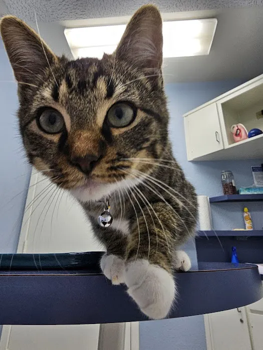 Animal Medical Center Copperas Cove Picture 2