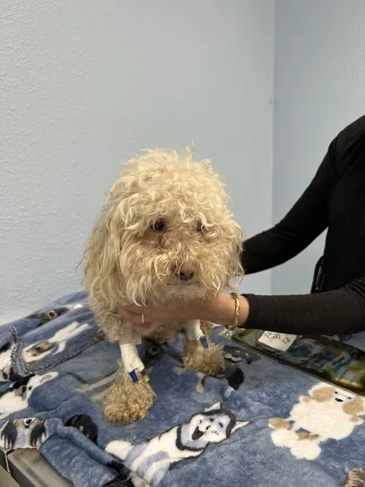 Animal Medical Center Copperas Cove Picture 10