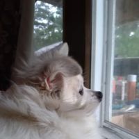 Bellevue Road Animal Hospital ico