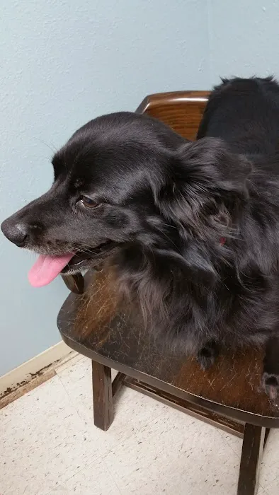 Bellevue Road Animal Hospital Picture 10