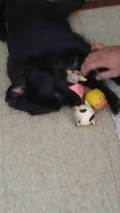 Bellevue Road Animal Hospital Picture 8