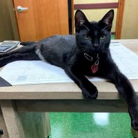 PetCare Animal Hospital ico
