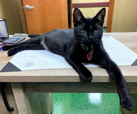 PetCare Animal Hospital