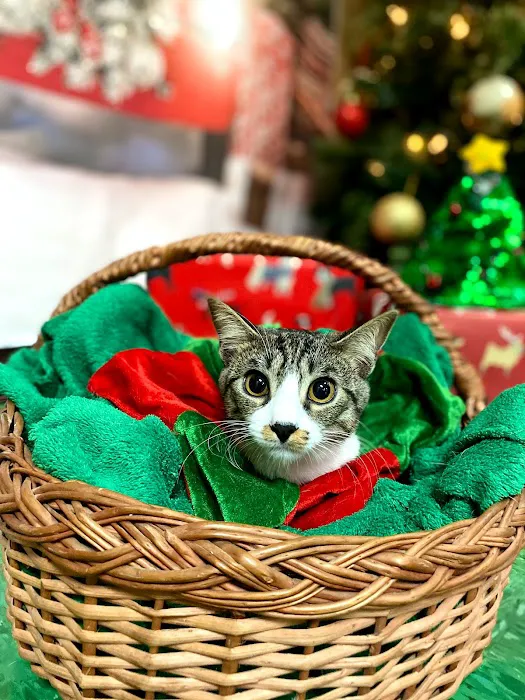 PetCare Animal Hospital Picture 2