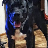 Vivian Animal Hospital ico