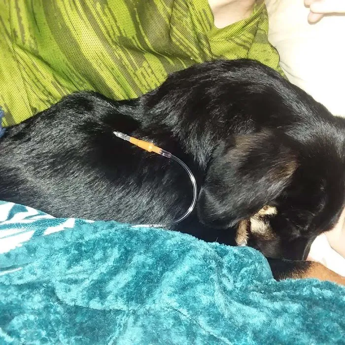 Vivian Animal Hospital Picture 5