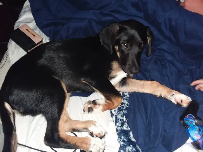 Vivian Animal Hospital Picture 4