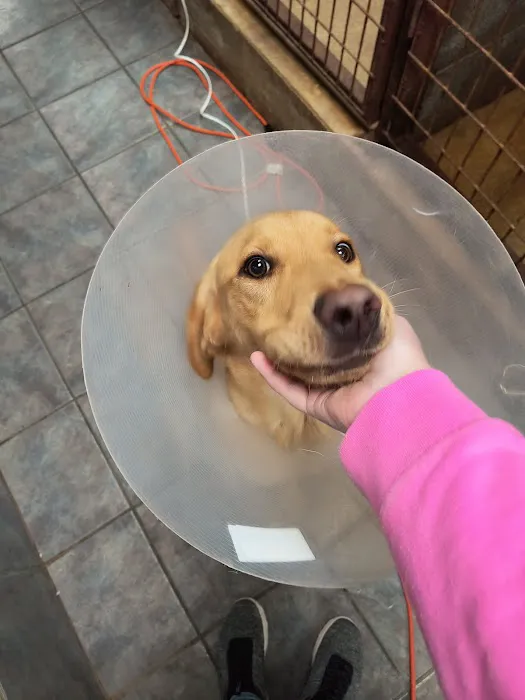 Vivian Animal Hospital Picture 7
