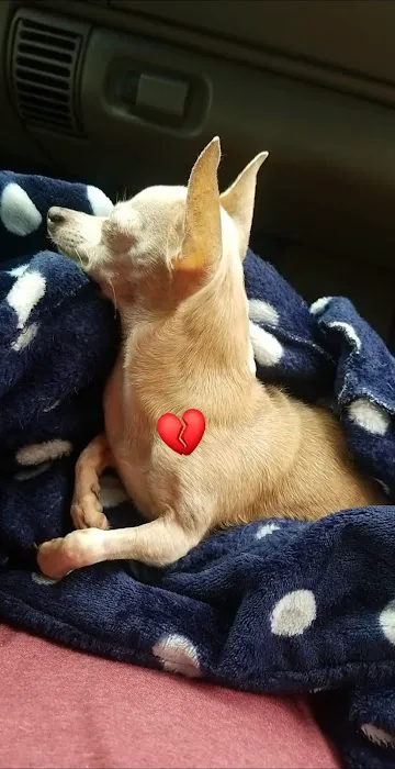 Vivian Animal Hospital Picture 10