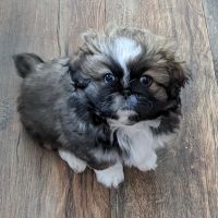 Berry Animal Clinic ico