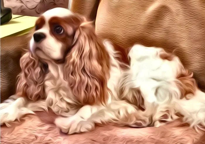 Family Pet Health Care: Dr. Dawn True Picture 2