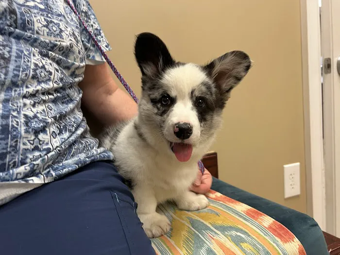Family Pet Health Care: Dr. Dawn True Picture 1