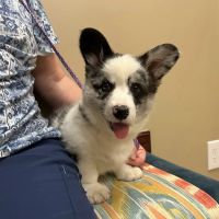 Family Pet Health Care: Dr. Dawn True ico
