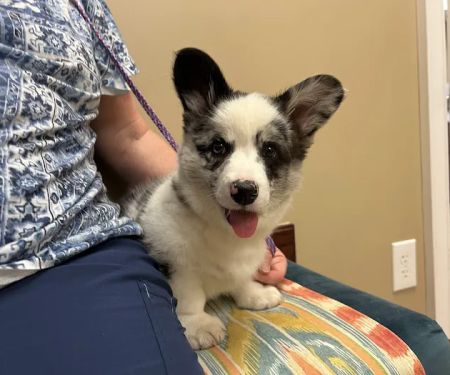 Family Pet Health Care: Dr. Dawn True
