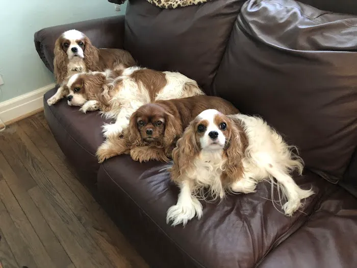 Family Pet Health Care: Dr. Dawn True Picture 3
