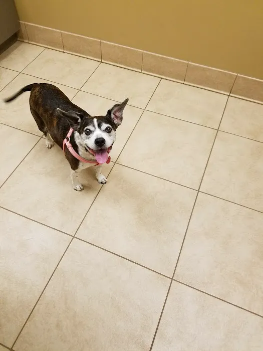Family Pet Health Care Picture 2