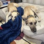 Family Pet Health Care