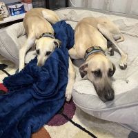 Family Pet Health Care ico