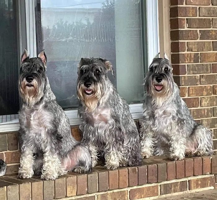Family Pet Health Care Picture 3
