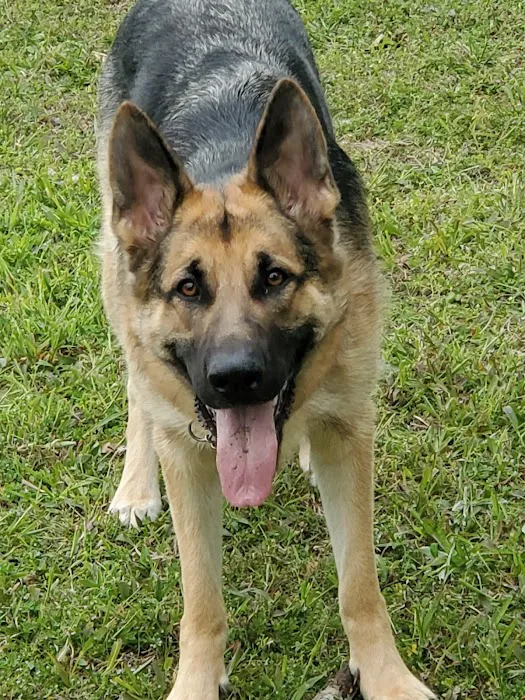 Family Pet Health Care Picture 7