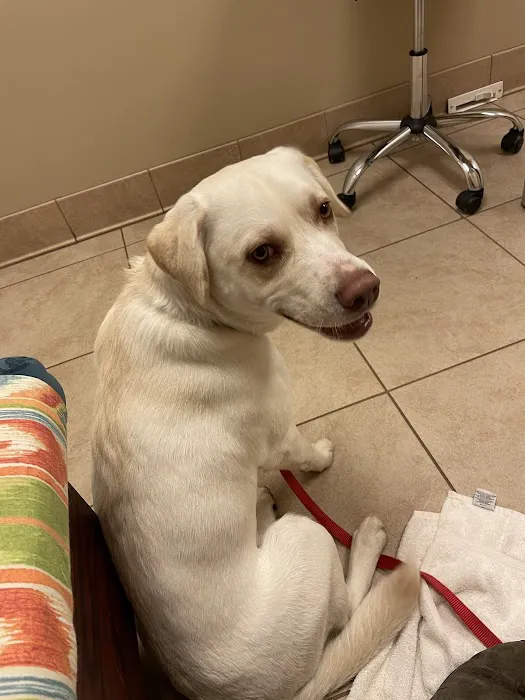 Family Pet Health Care Picture 5