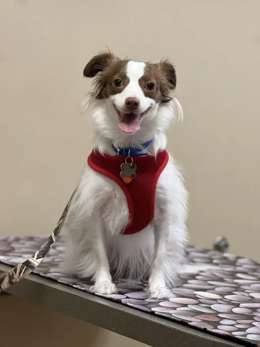 Family Pet Health Care Picture 8