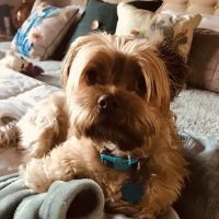 Westgate Veterinary Hospital ico