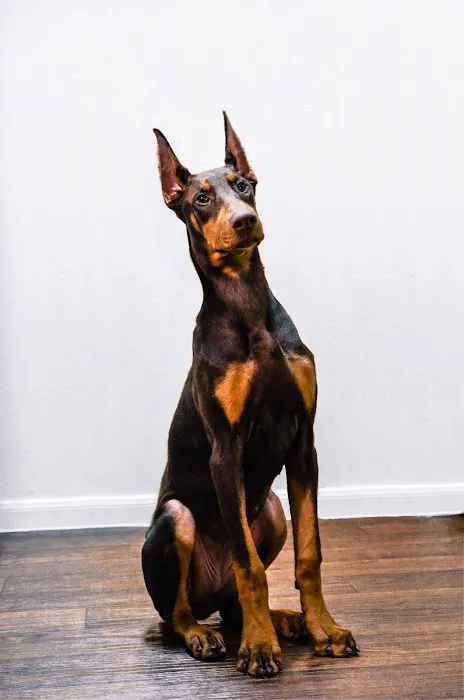 Westgate Veterinary Hospital Picture 9