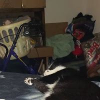 Hotaling Spay Neuter Clinic ico