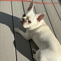 Modern Vet ico