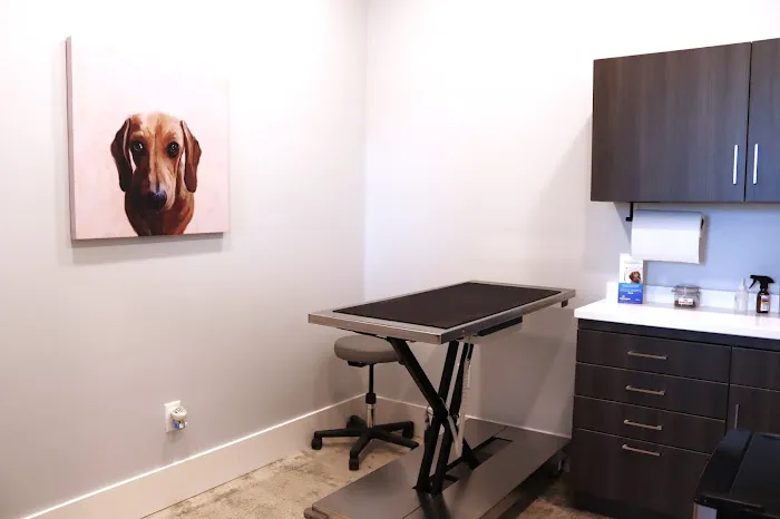 Modern Vet Picture 2