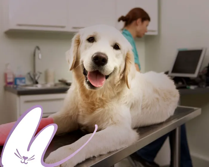Modern Vet Picture 9