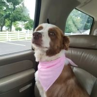 Robertson County Animal Clinic, P.C. ico