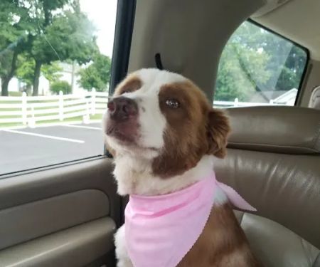 Robertson County Animal Clinic, P.C.
