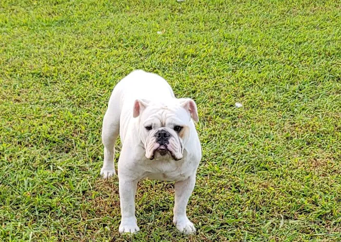 Robertson County Animal Clinic, P.C. Picture 3
