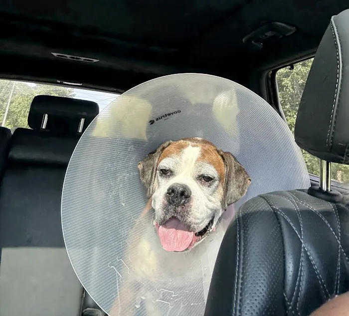 New Hope Veterinary Clinic Picture 10