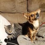 Lincoln Veterinary Clinic LLC