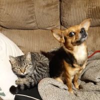 Lincoln Veterinary Clinic LLC ico