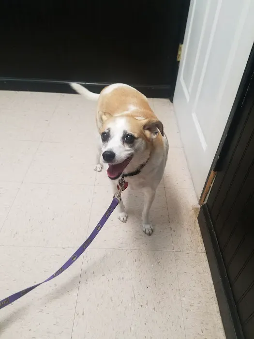 Lincoln Veterinary Clinic LLC Picture 7