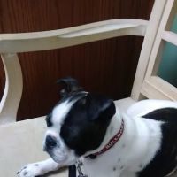 Euharlee Animal Clinic ico