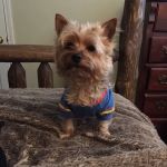 Westside Animal Hospital- Lisa Walker DVM