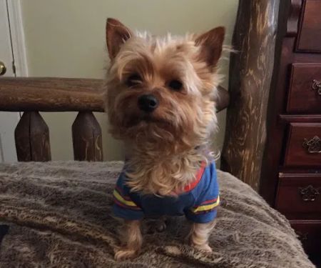 Westside Animal Hospital- Lisa Walker DVM