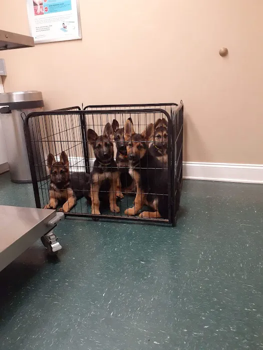Pet Vet Clinic Picture 2