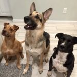 Pet Vet Clinic