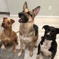 Pet Vet Clinic ico