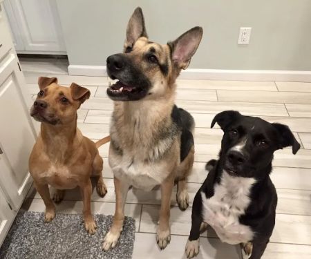 Pet Vet Clinic